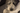 Understanding Pet Mental Health
