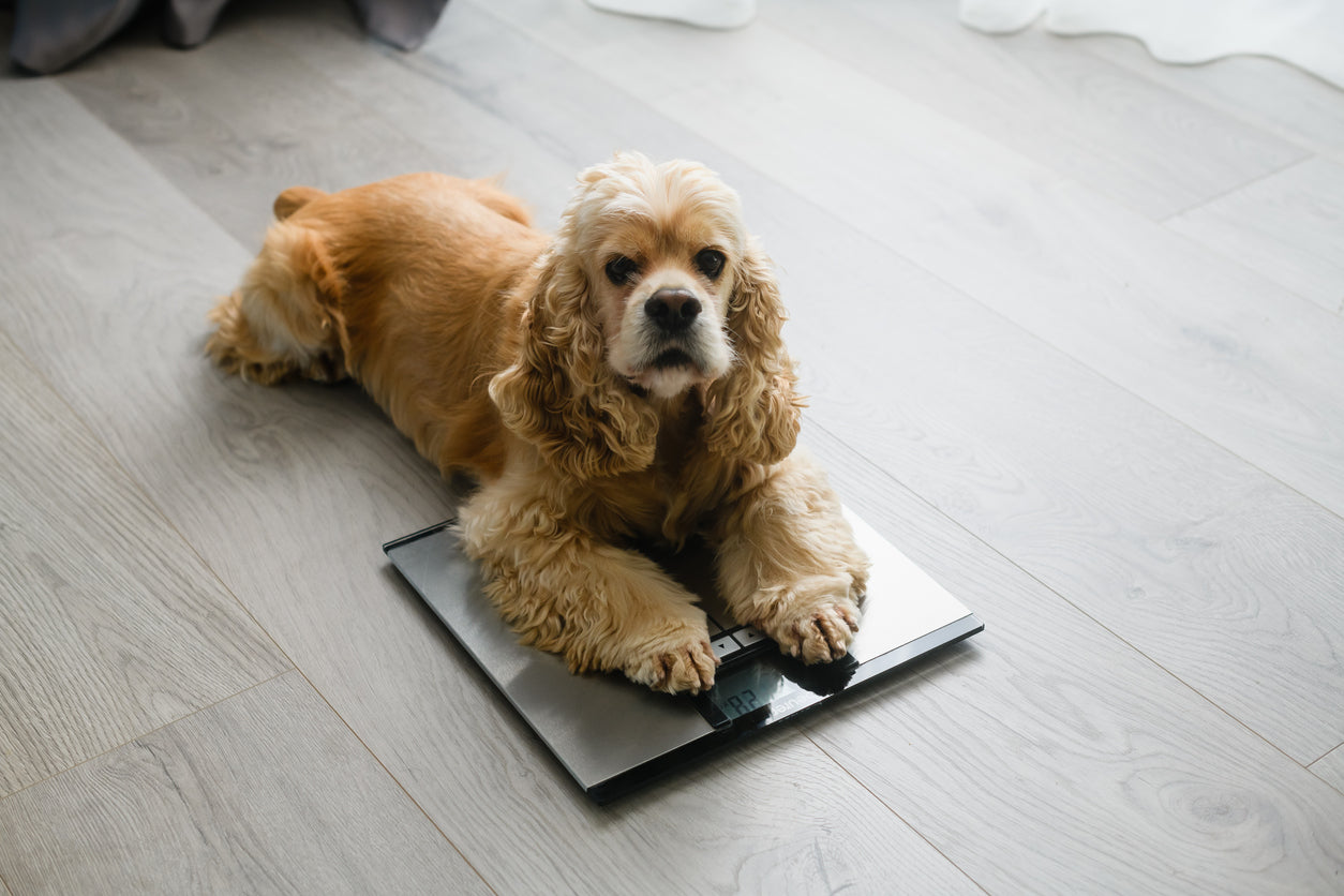 Weight Management for Pets: How to Prevent Pet Obesity Through Diet