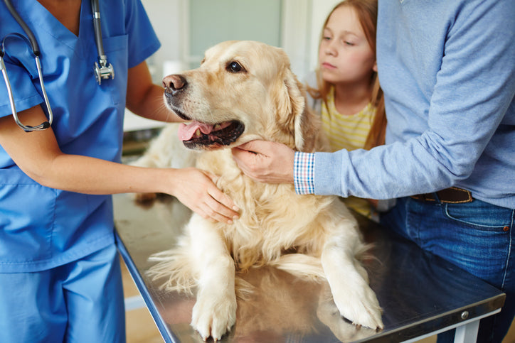 Bloat In Dogs. Symptoms, Prevention & Treatment