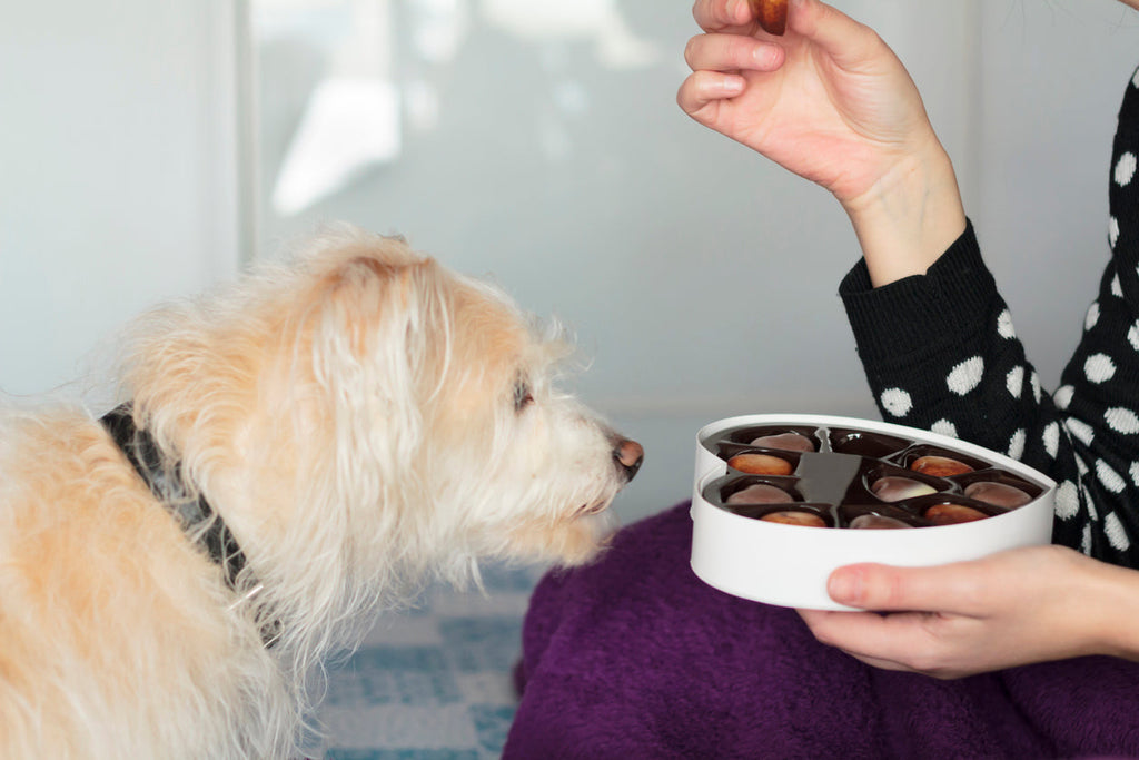 What To Do If Your Dog Eats Chocolate