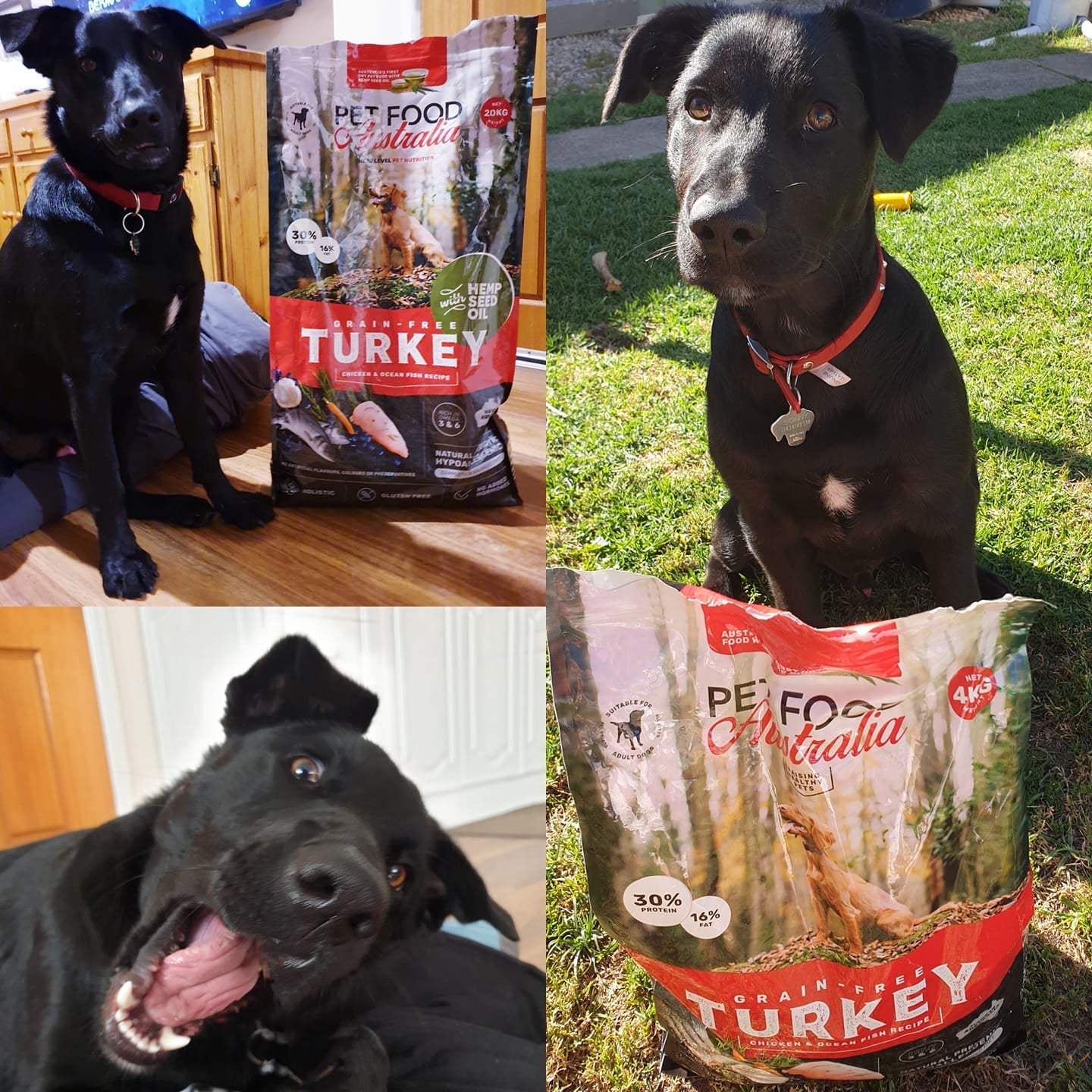 labrador retriever best food for australian labradoodle