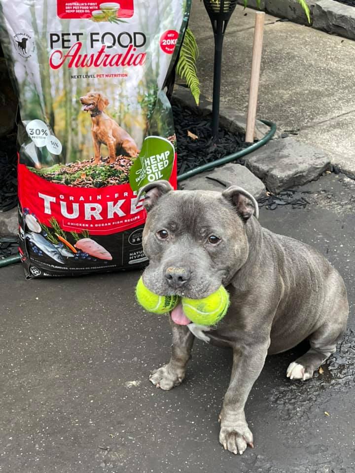 Best Food for Staffies: The Complete Australian Nutrition Guide