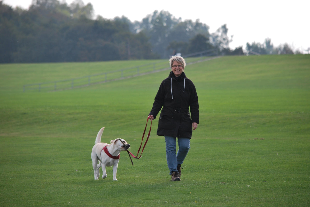What Healthy Dogs Do Differently