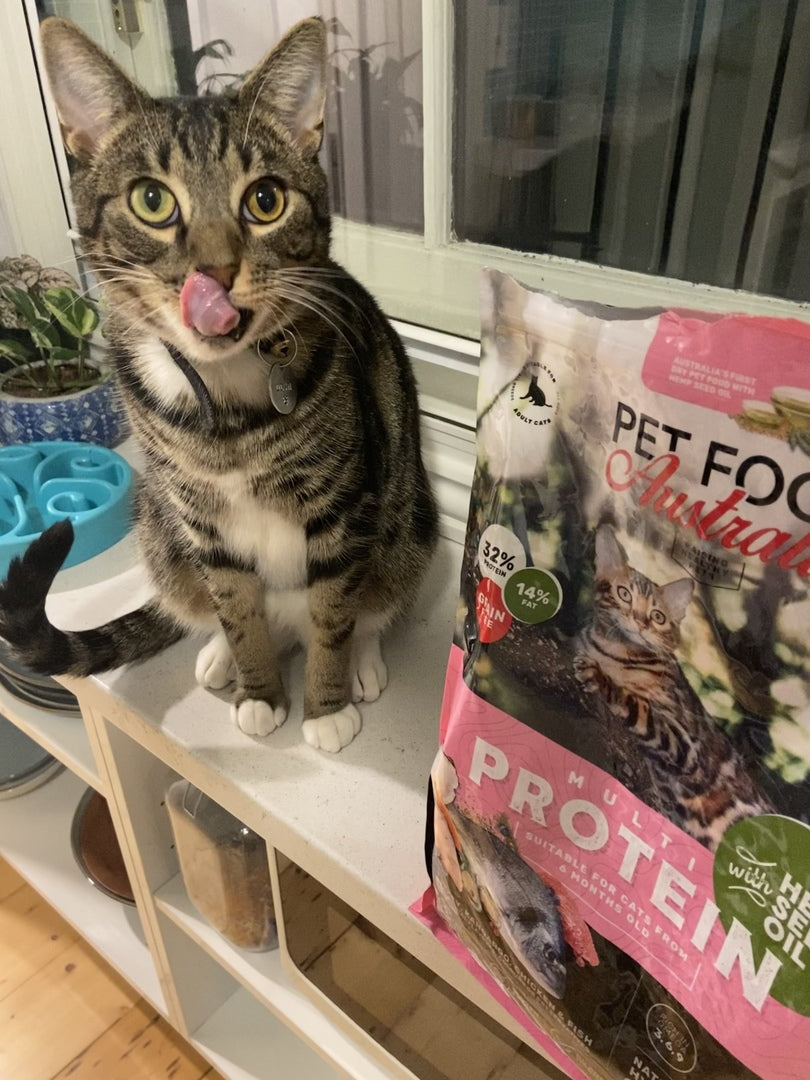 Why Cats Are Different to Dogs