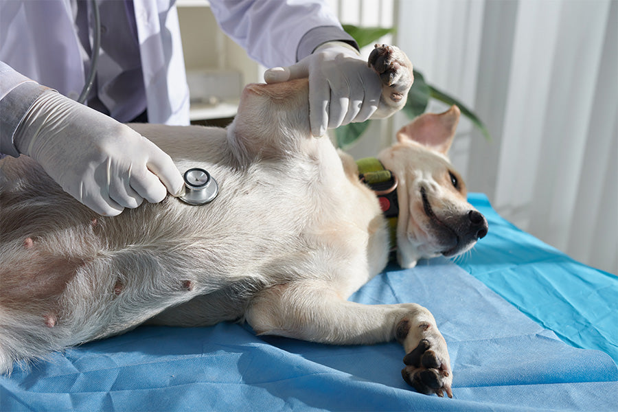 The Most Important Organ in Pet Health