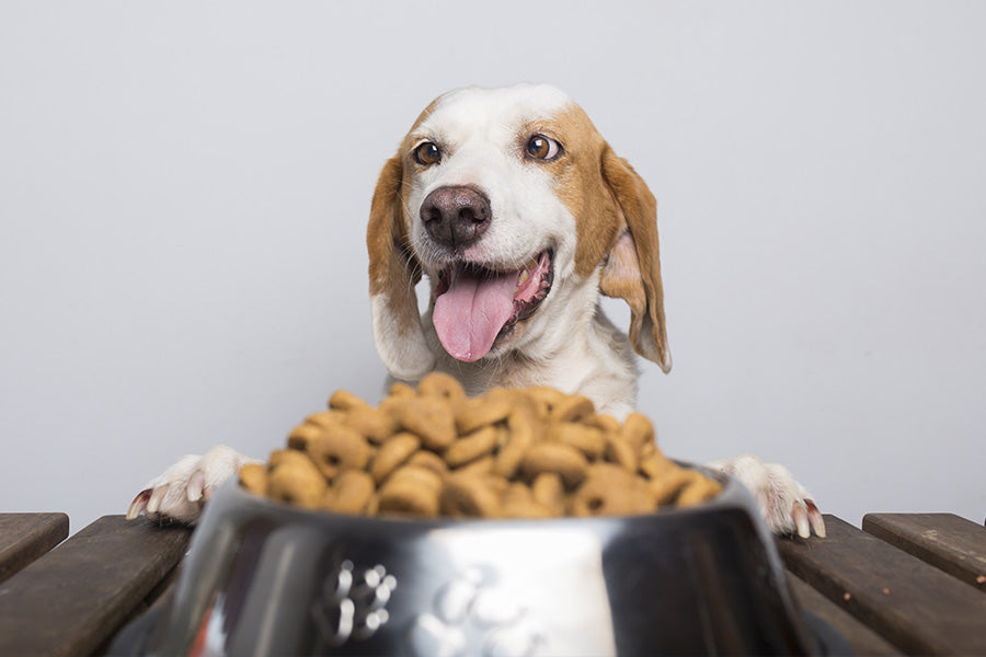 Transitioning Your Dog to New Food