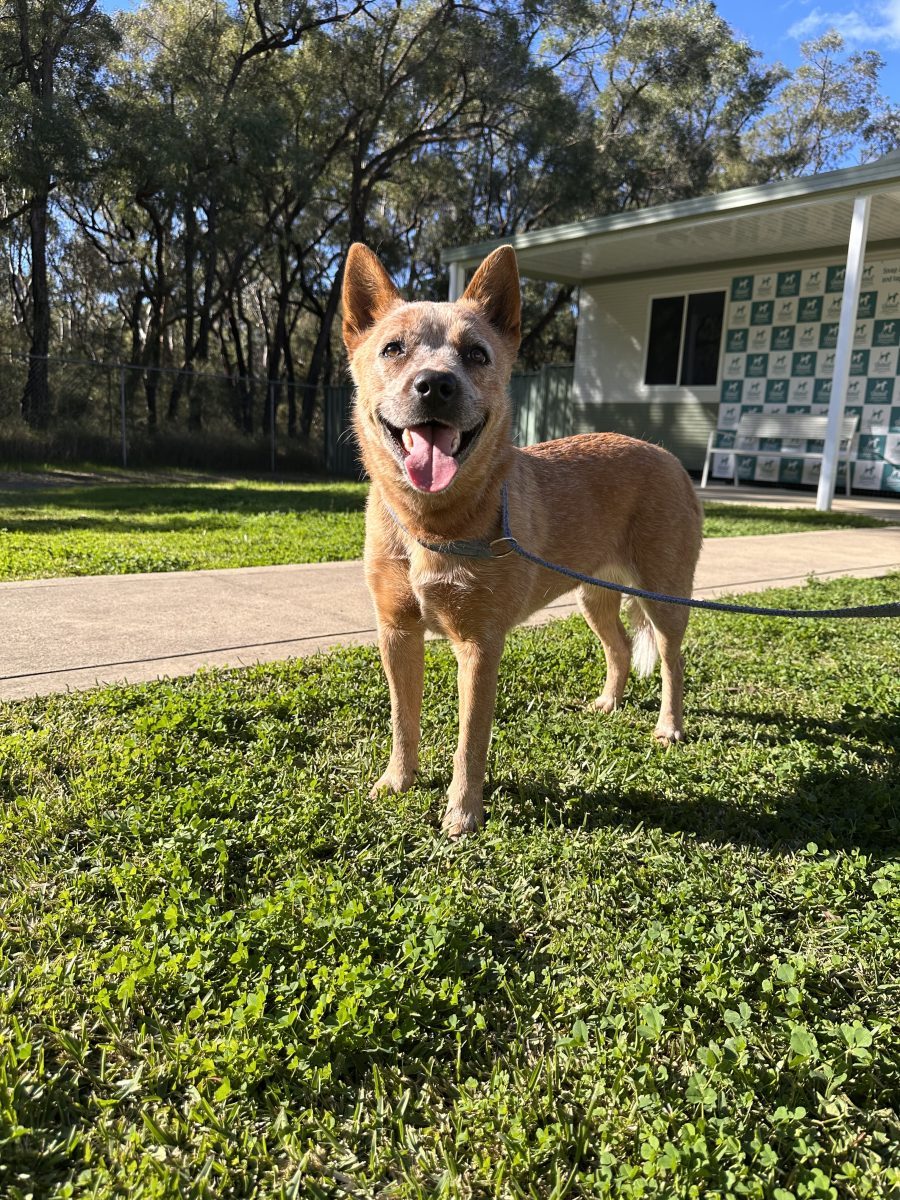 The Pattern We Saw in Thousands of Rescue Dogs