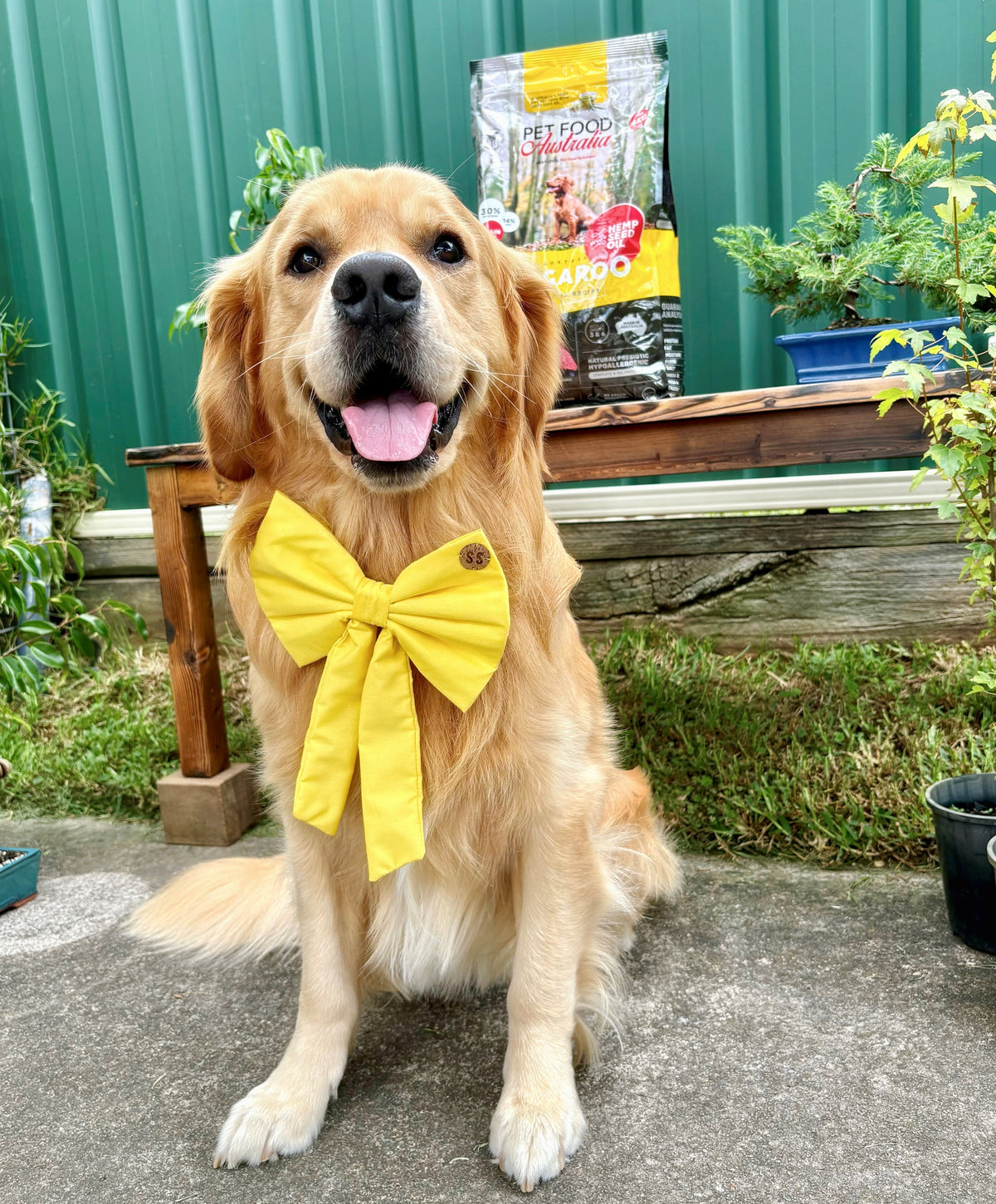 9 Signs Your Dog Is Healthier Than You Think