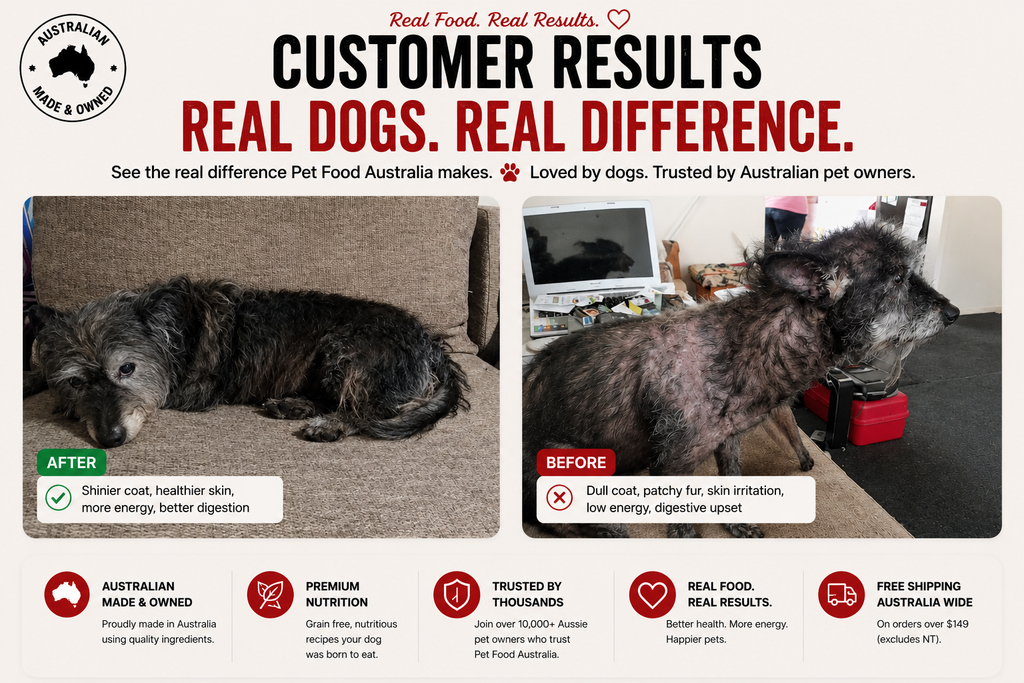 Dry Skin in Dogs | Causes, Symptoms & Nutrition Guide for Australian Dog Owners