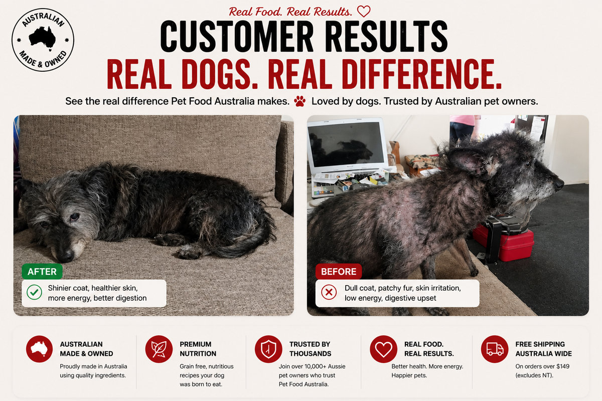Dry Skin in Dogs | Causes, Symptoms & Nutrition Guide for Australian Dog Owners