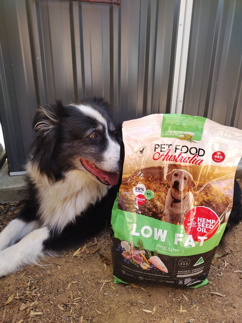 Best Food for Border Collies