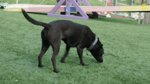 https://www.petfoodaustralia.com.au/cdn/shop/articles/hero-1_17c79d6a-a9f9-41fe-aac2-1eb463a84fff.gif?v=1715853649
