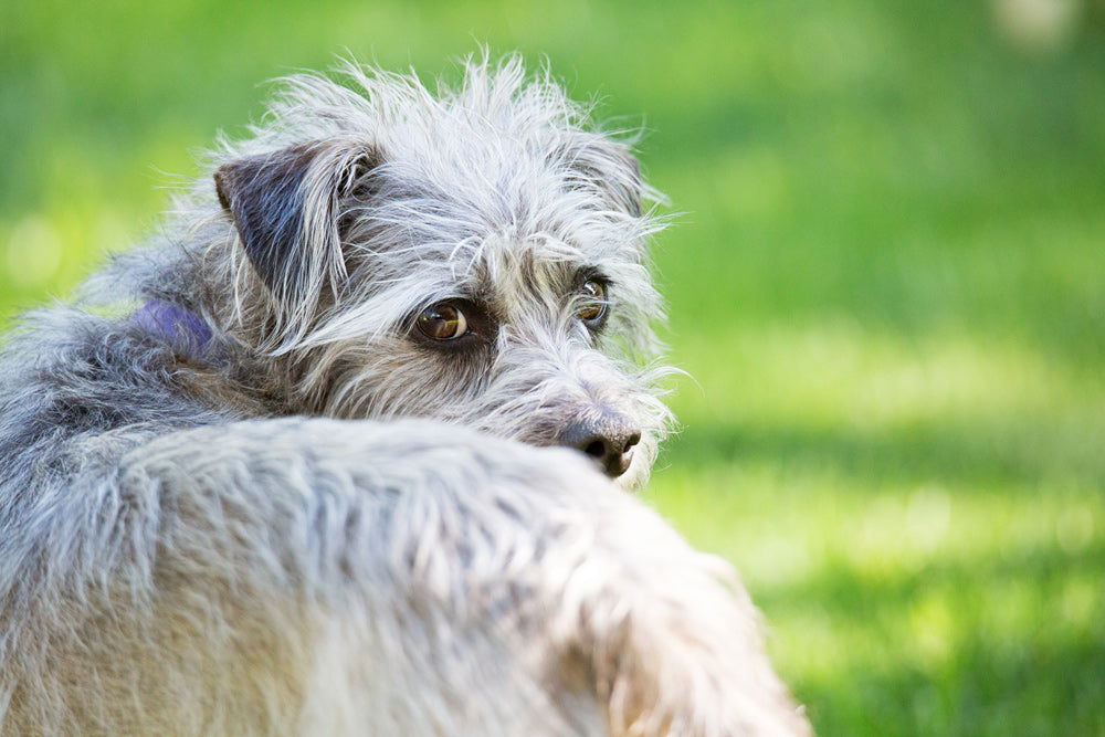 The Senior Pet Diet Mistake Most Owners Don’t Know They’re Making