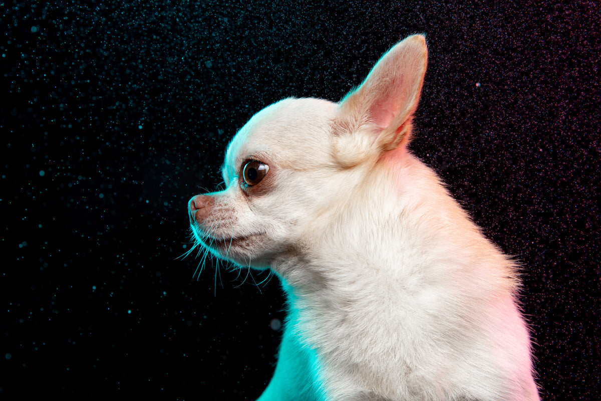 Pet Zodiac Signs: What Your Pet’s Star Sign Says About Them