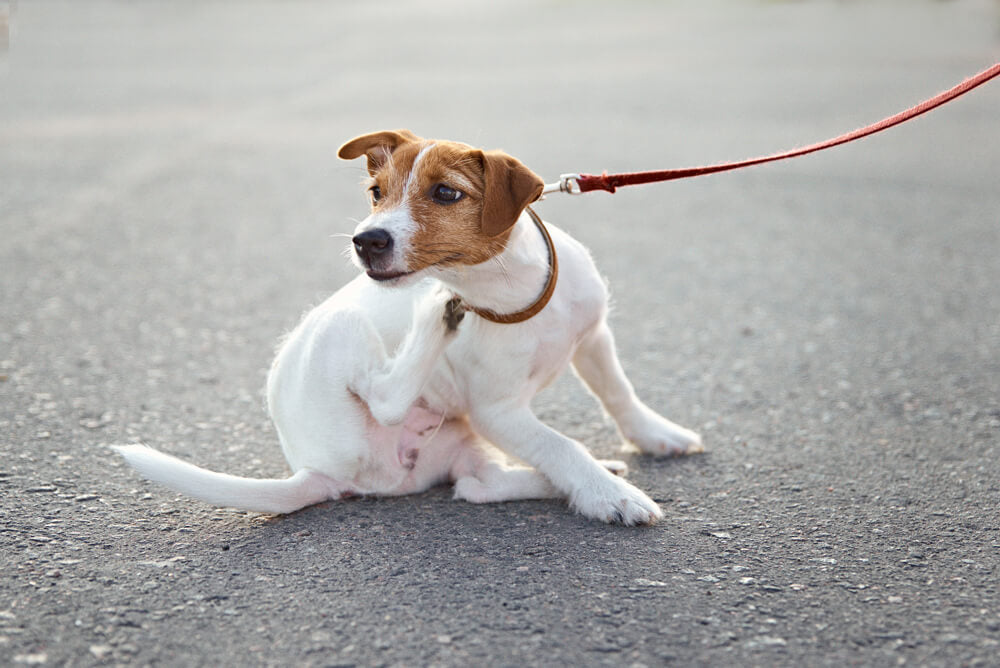 Why Your Dog Is Still Itchy on “Hypoallergenic” Food (The Hidden Problem)