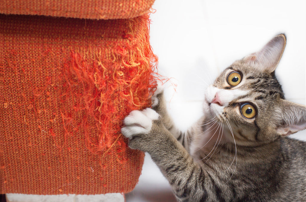 How to Stop Cats from Scratching Furniture