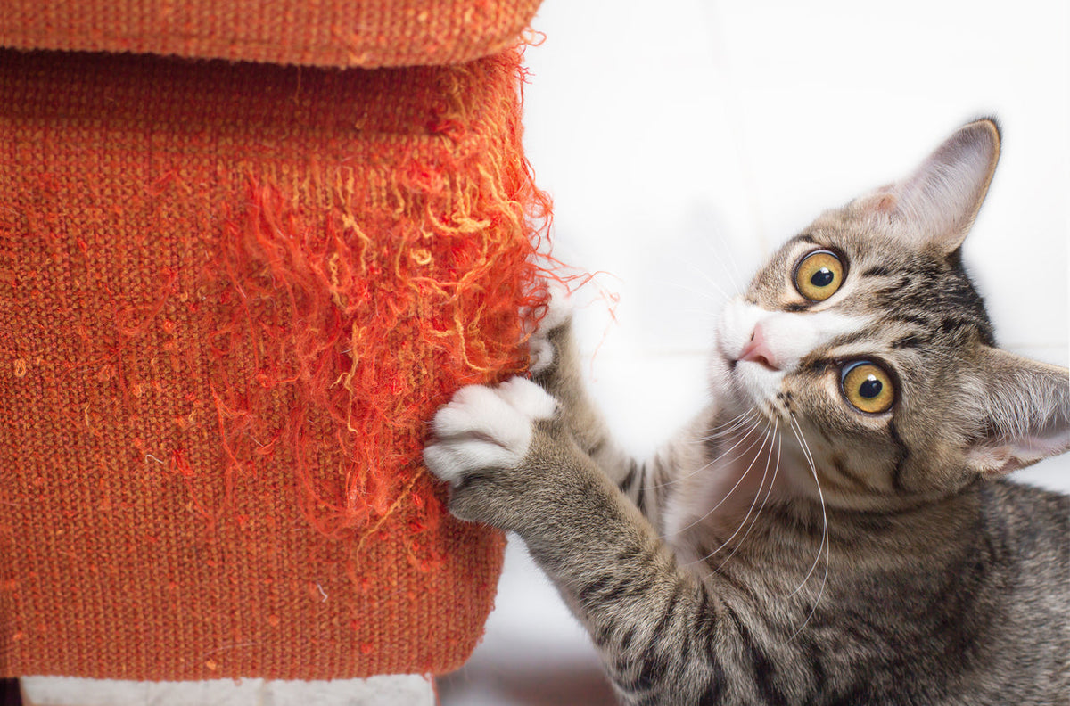 How to Stop Cats from Scratching Furniture