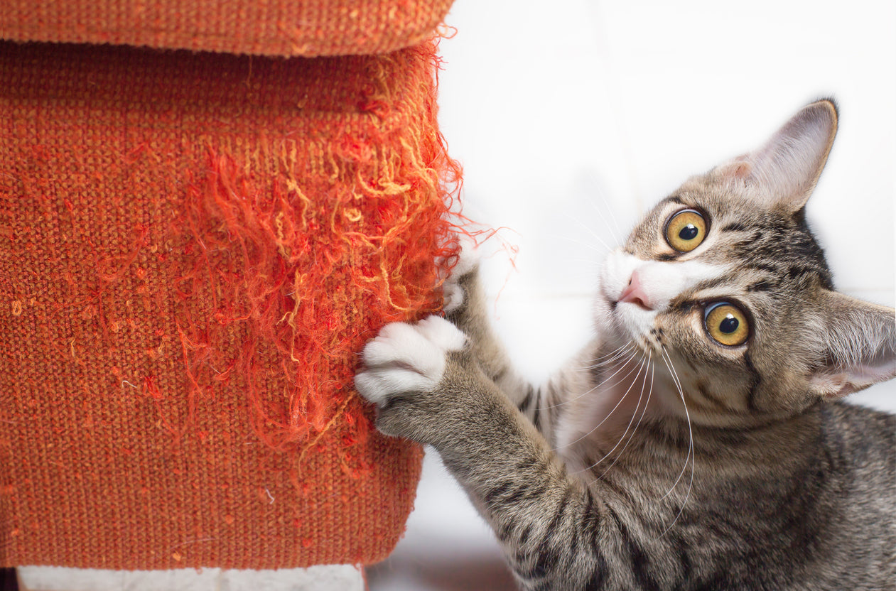 How to Stop Cats from Scratching Furniture