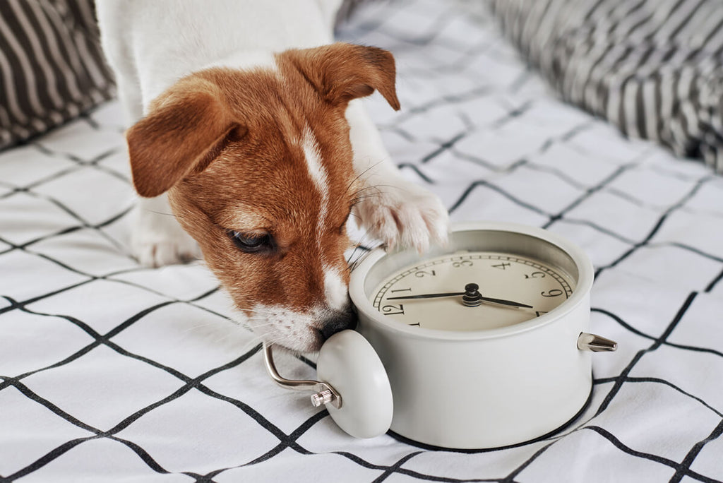 How to Build a Healthy Feeding Routine For Your Pet
