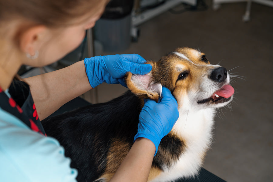 Ear Infections In Dogs | Causes, Symptoms & Prevention