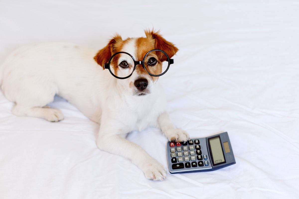 Why Cheap Is Expensive When It Comes To Dog Food