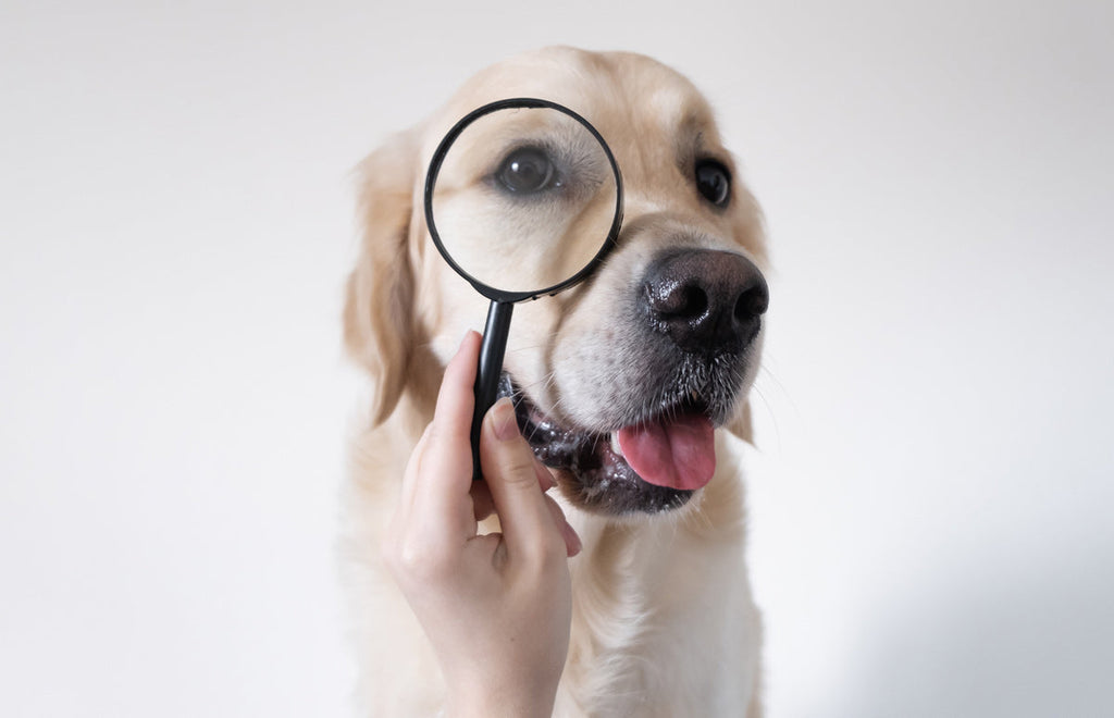 What “With” or “And/Or” Actually Mean in Pet Food And Why It Matters