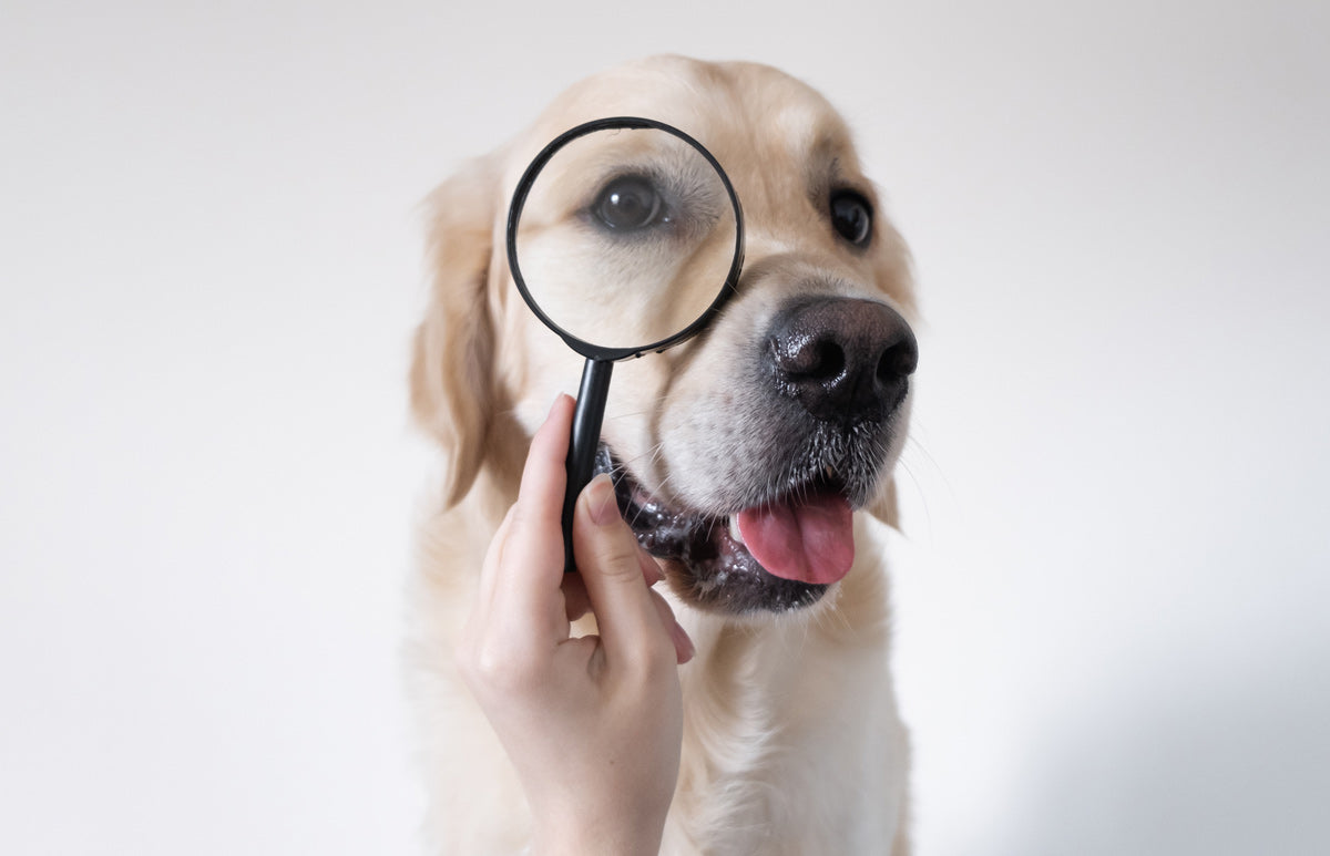 What “With” or “And/Or” Actually Mean in Pet Food And Why It Matters