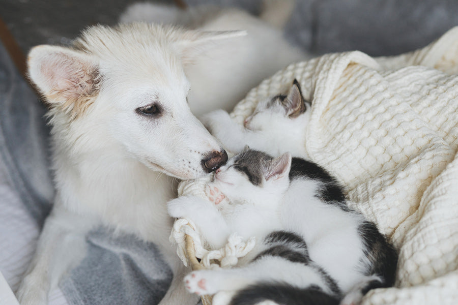 The First 100 Days With a Puppy or Kitten