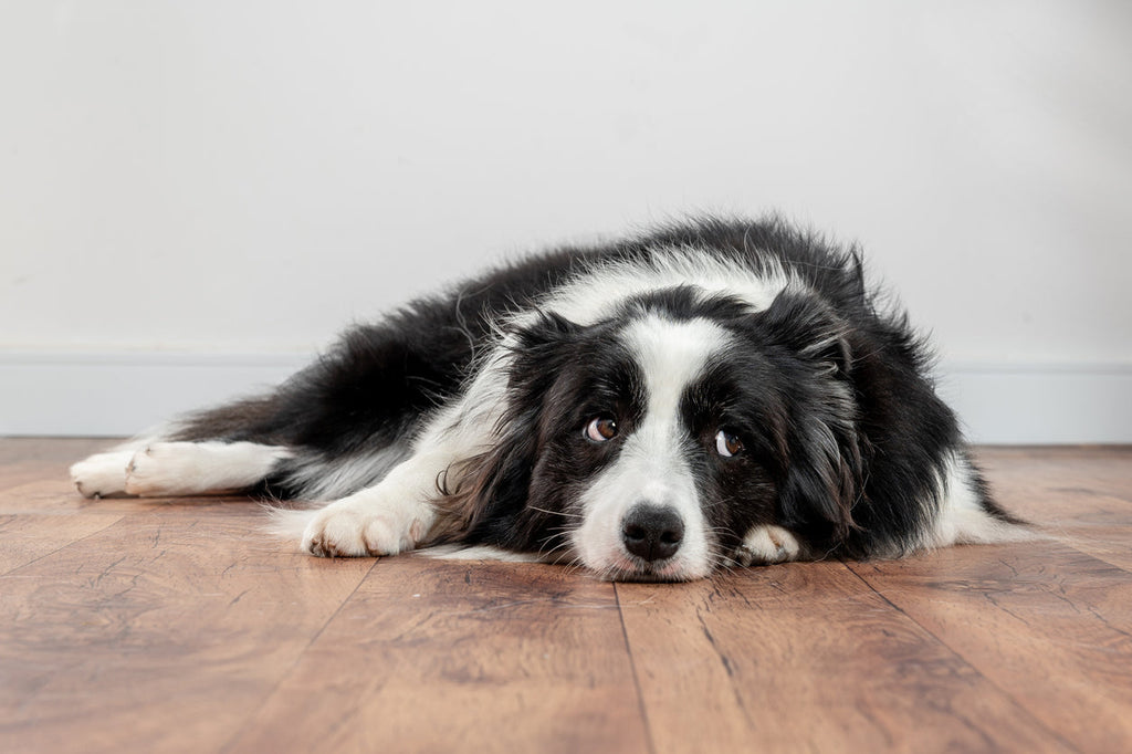 Can Dogs Get Bored?