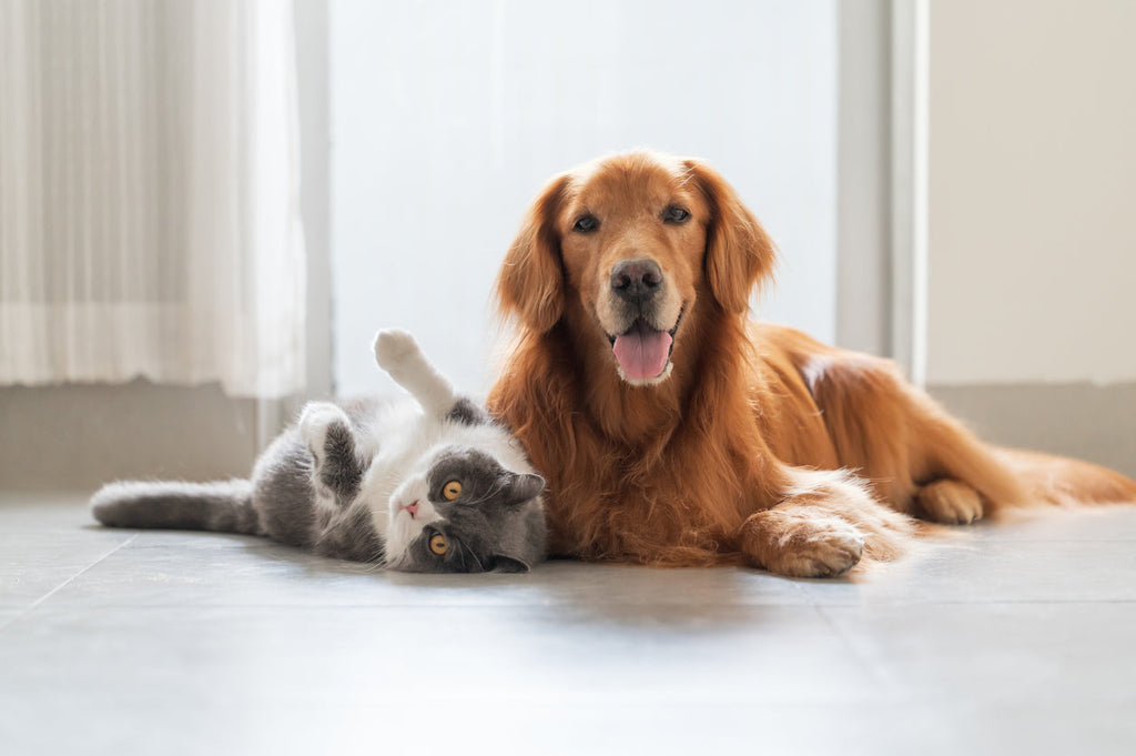 How Pets Can Protect Cognitive Health