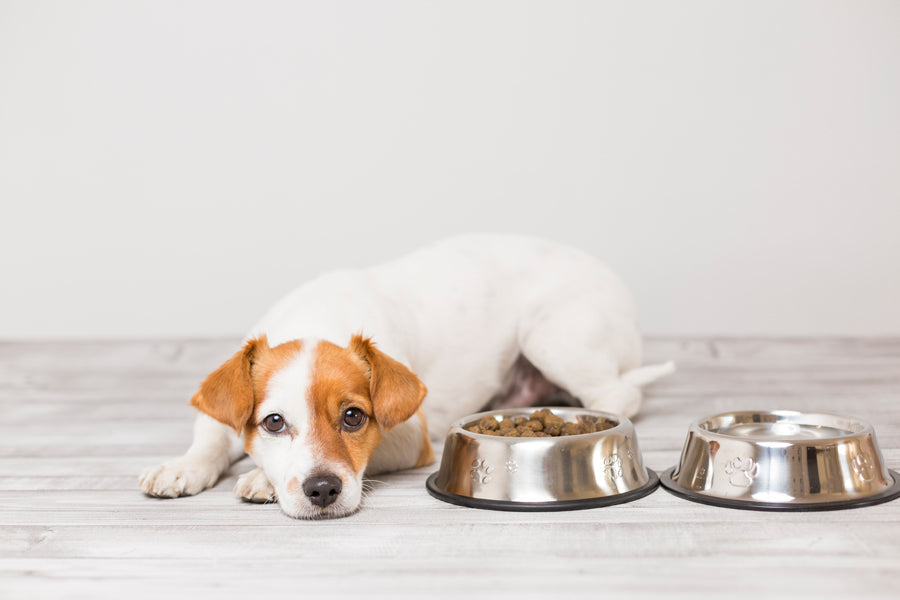 Is Your Pet's Food Behind Their Itchy Skin or Allergies?