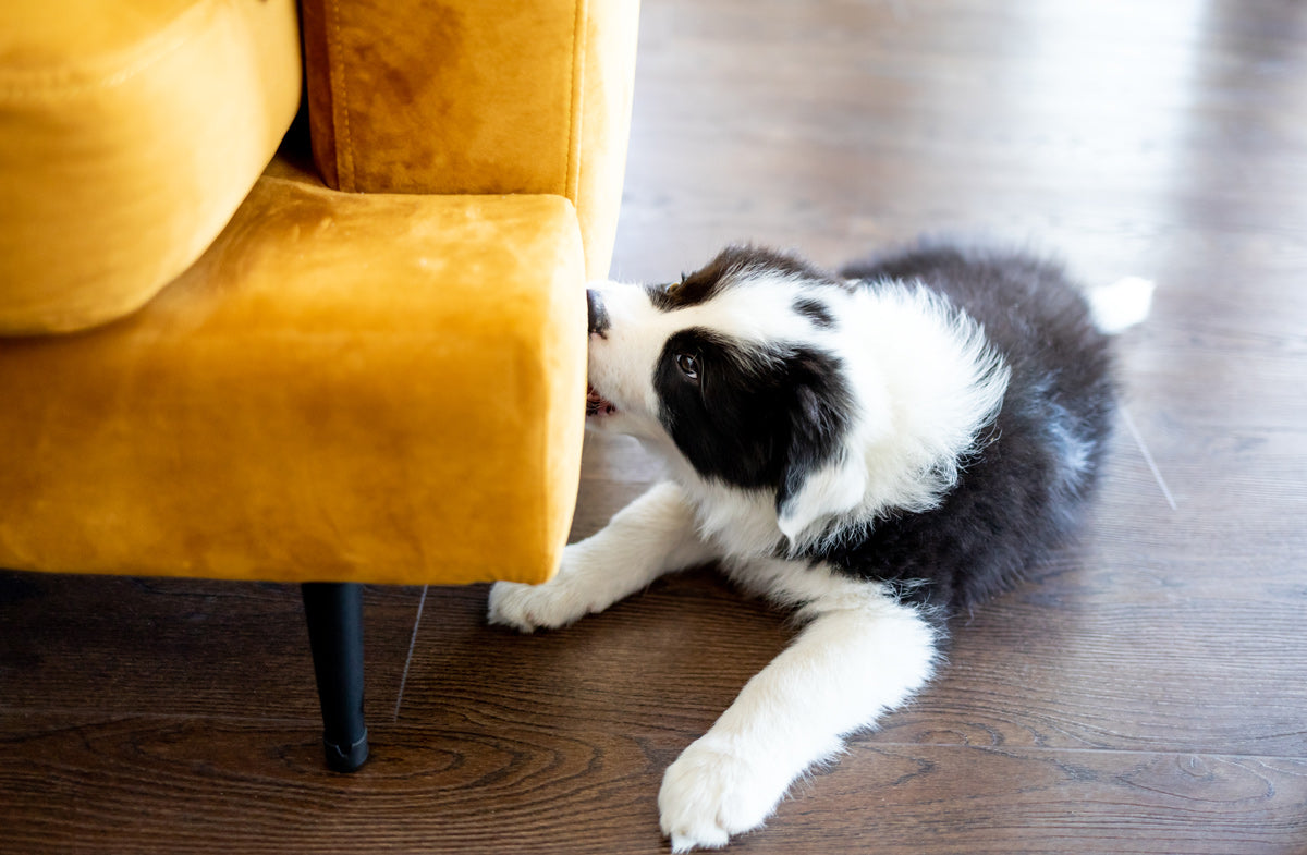 How To Stop Destructive Chewing Behaviour In Dogs