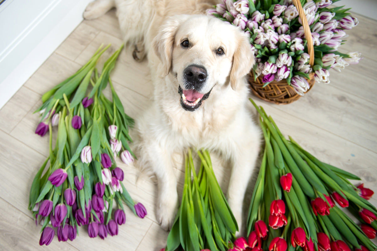 Do Dogs Get Spring Fever?