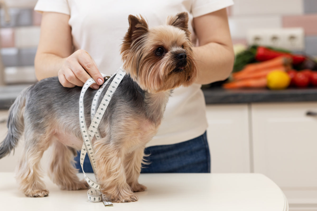 Why Maintaining Your Dog’s Weight Matters