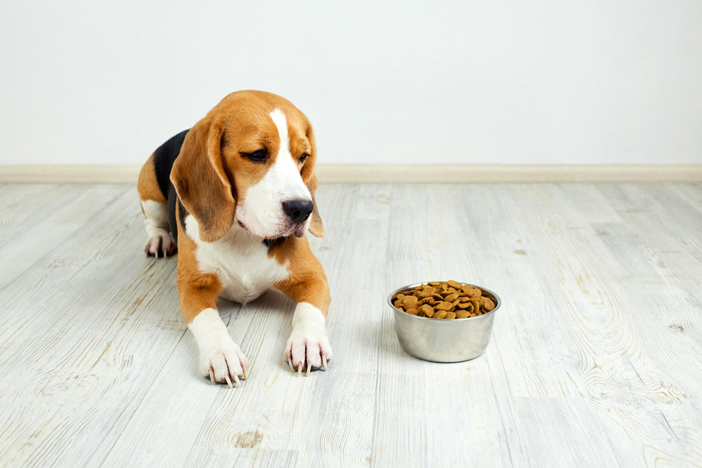 How Poor Nutrition Can Lead to Chronic Health Issues in Pets