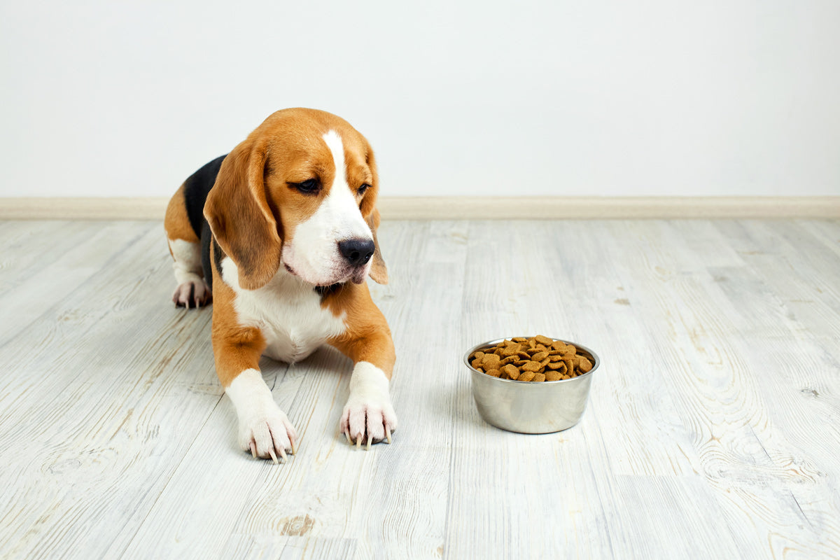 How Poor Nutrition Can Lead to Chronic Health Issues in Pets