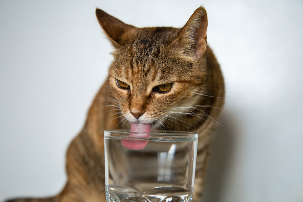 Why Your Cat's Low Thirst Drive Matters More Than You Think