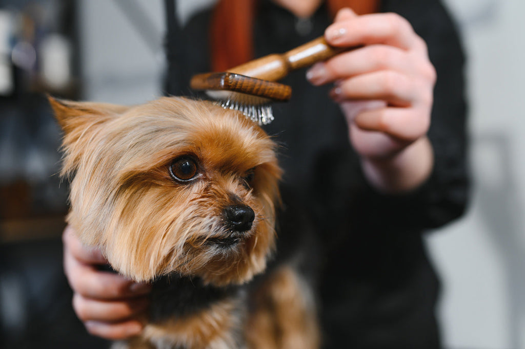 The Science Behind Shiny Coats