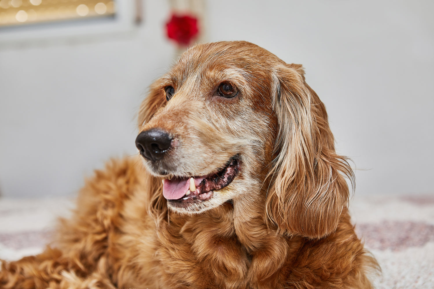 Aging Gracefully: The Senior Pet Diet Plan