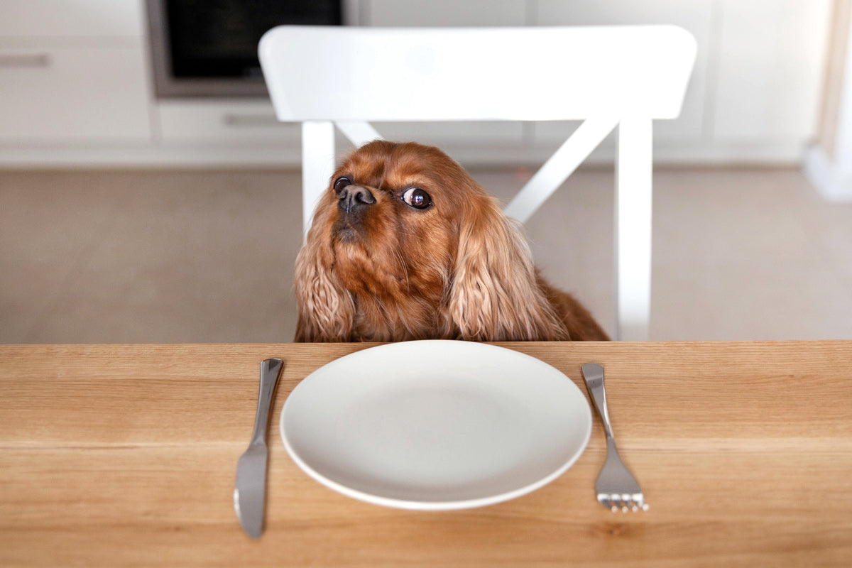 5 Human Foods That Are Surprisingly Safe for Pets