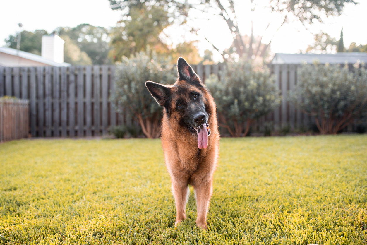 Why Do Dogs Tilt Their Heads?