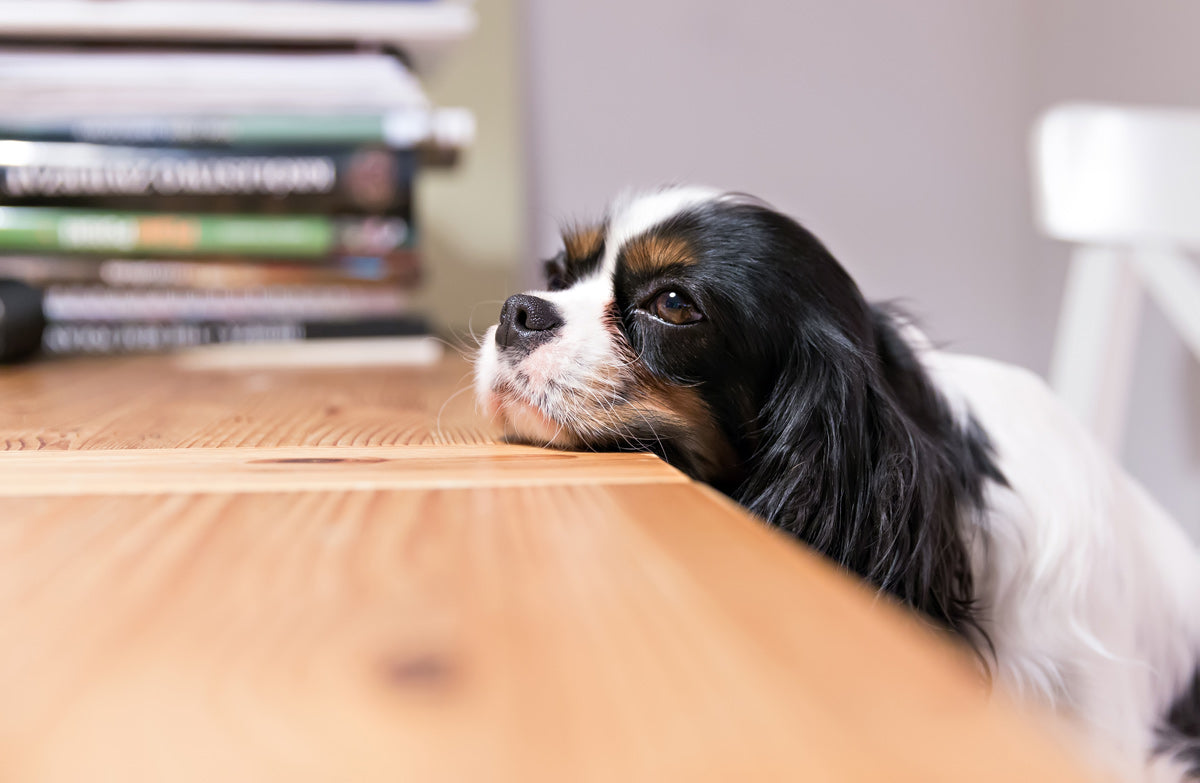 How Environment, Stress & Food Impact Pet Digestion