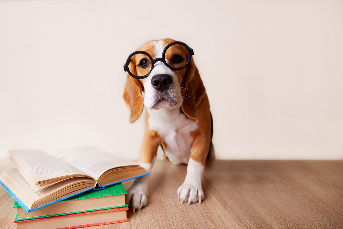 Grain-Free Pet Food Myth or Fact?