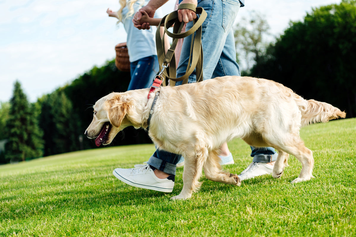 Joint Health in Aging Pets | Natural Support vs. Pharmaceuticals