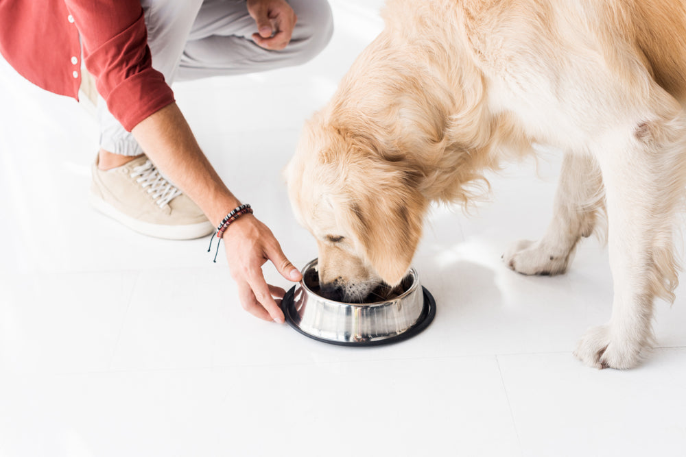 Transitioning Between Pet Foods Safely: A Step-by-Step Guide for Sensitive Tummies