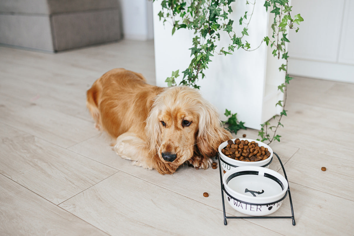 The Gut-Brain Connection in Pets: Why Diet Impacts Mood & Behaviour