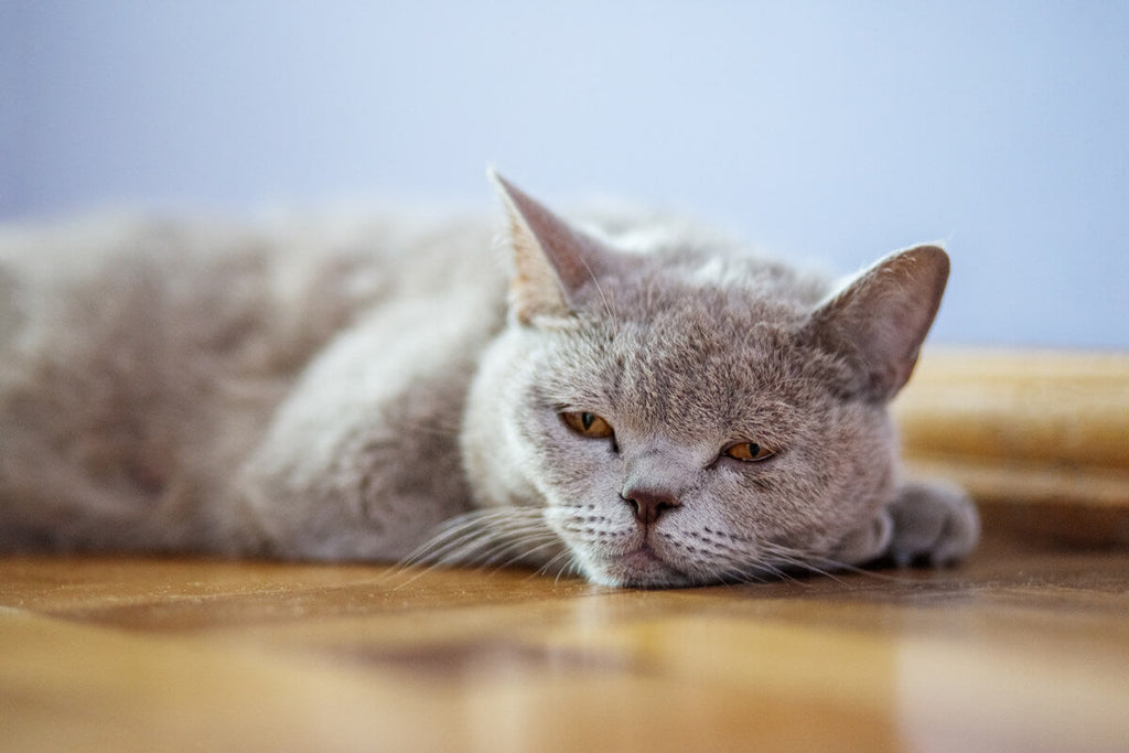 Can Cats Get Depressed?