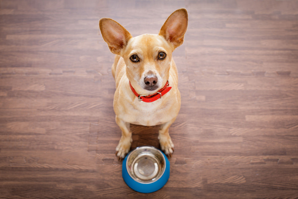 Food Intolerances in Dogs: Allergy vs Intolerance