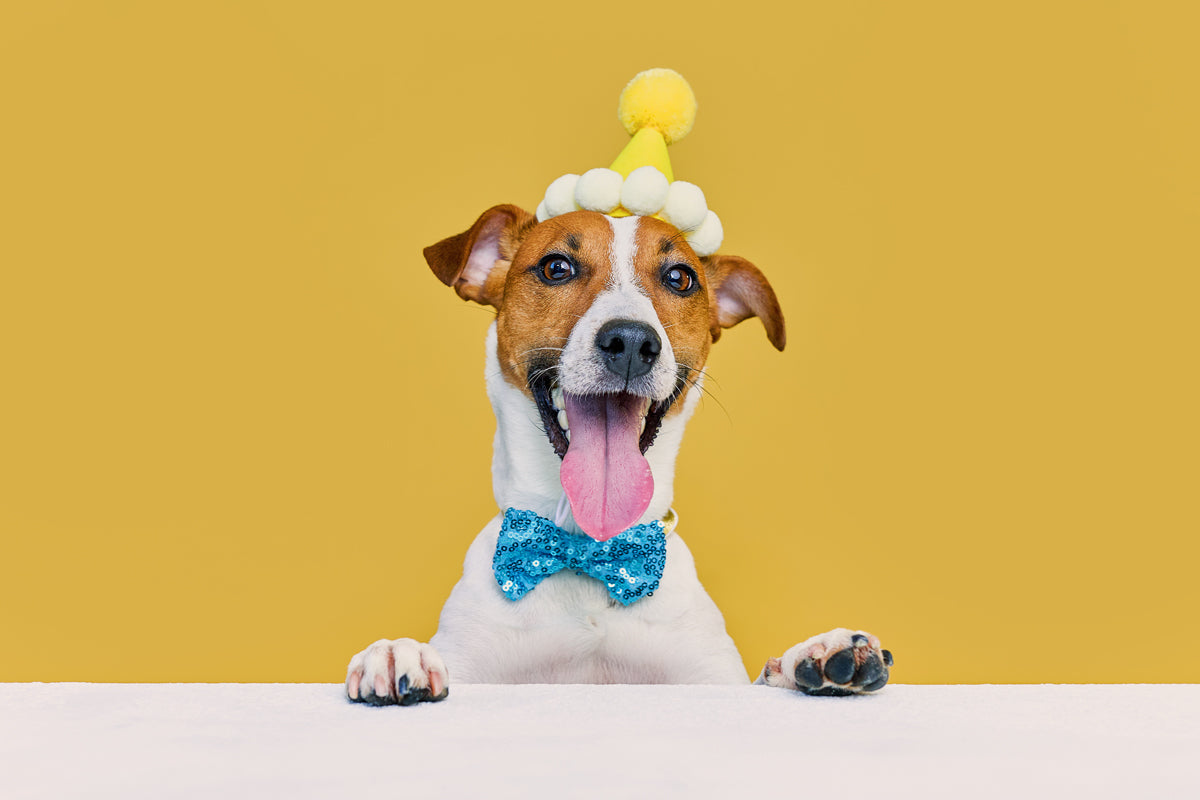 New Year Resolutions for Pets