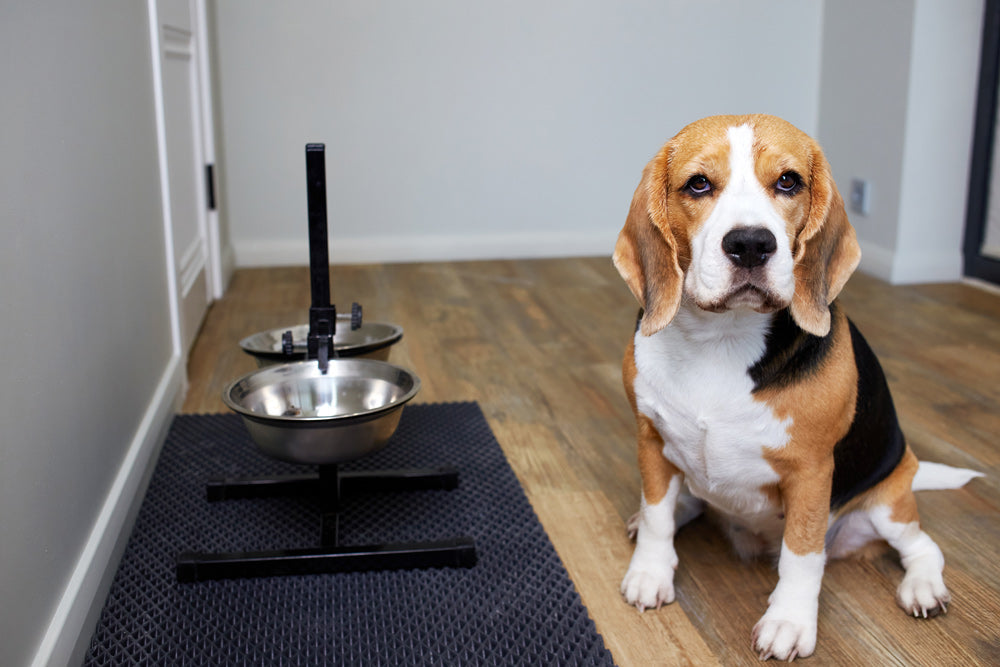 Are Australian Pets Overfed But Undernourished?